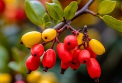 120 Berberine HCl 1200mg High Potency Berberine Supplement Blood Sugar Support