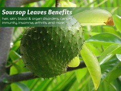 Adaptogenic Herbs Capsules – Graviola Leaf 650mg – Graviola Health Now 3B