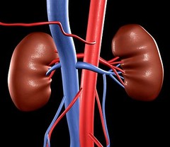 Natural multivitamins – KIDNEY SUPPORT – Replace your diet with nutrient – 1 Bot