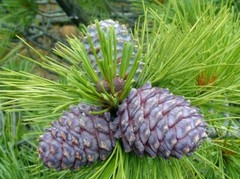 increase metabolism and energy – PINE BARK EXTRACT – health mixed nuts 3B